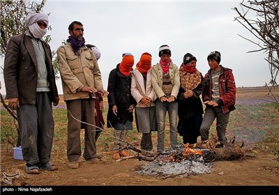 کشاورزان در حال استراحت بین برداشت