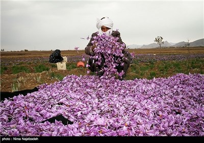 برداشت زعفران