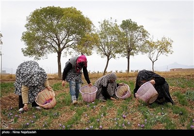 برداشت زعفران