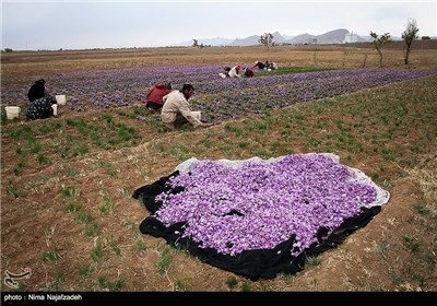 برداشت زعفران