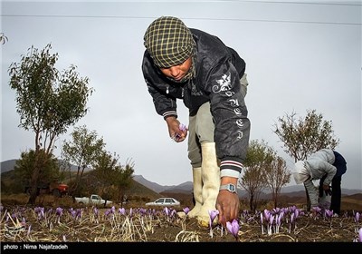 برداشت زعفران