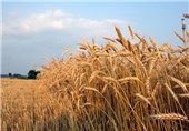 خرید توافقی 37هزارتن محصولات کشاورزی در خراسان جنوبی