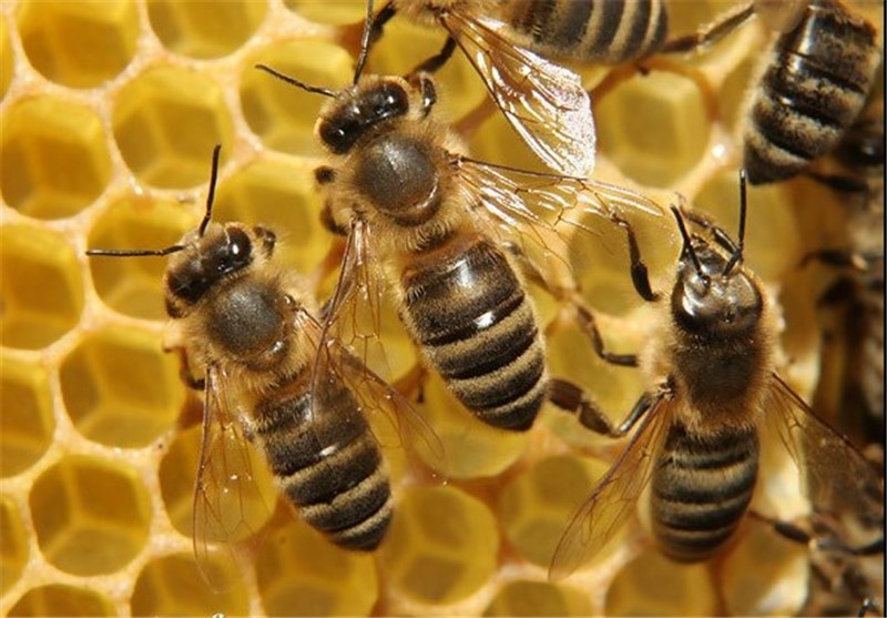 زنبورها میزان آلودگی هوا را می‌سنجند