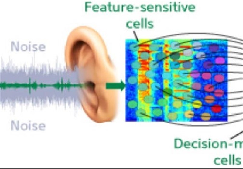 Audio Processing: Computers Following the Brain&apos;s Lead