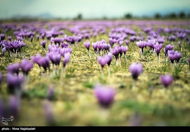 دزدی گنجینه زعفران ایرانی در خماری چشمان ناظران