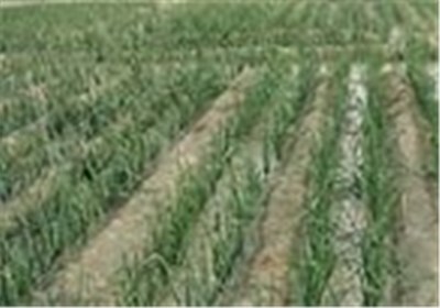 پیش‌بینی تولید 33 هزار تن پیاز از زمین‌های کشاورزی مازندران