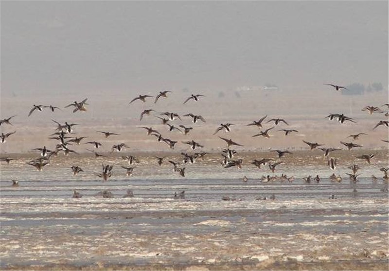 خراسان جنوبی| آغوش باز تالاب کجی نمکزار برای میزبانی از پرندگان مهاجر