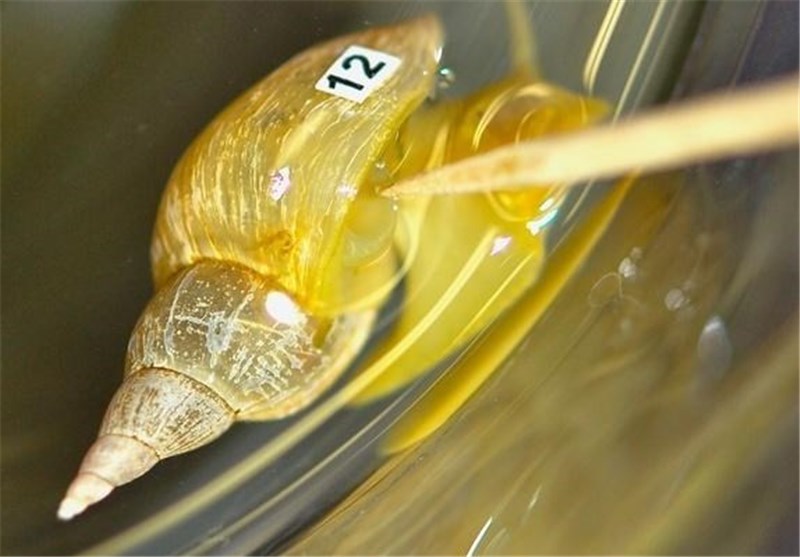 Stress Makes Snails Forgetful