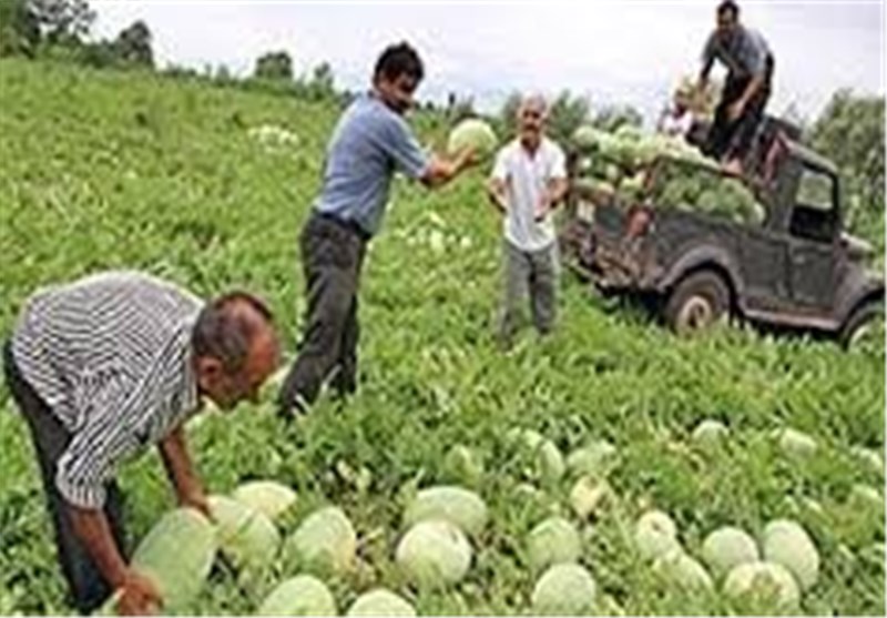 سالانه 10 هزار تن هندوانه از ارزوئیه به خارج از کشور صادر می‌شود