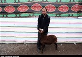 جذب مشارکت مردم در پویش «نذر قربانی» در مازندران