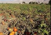 خسارت 8 میلیارد ریالی به اراضی گوجه فرنگی آبدان
