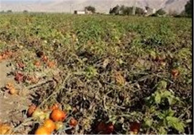 خطر طغیان آفت شب پره مینوز در مزارع گوجه فرنگی جیرفت