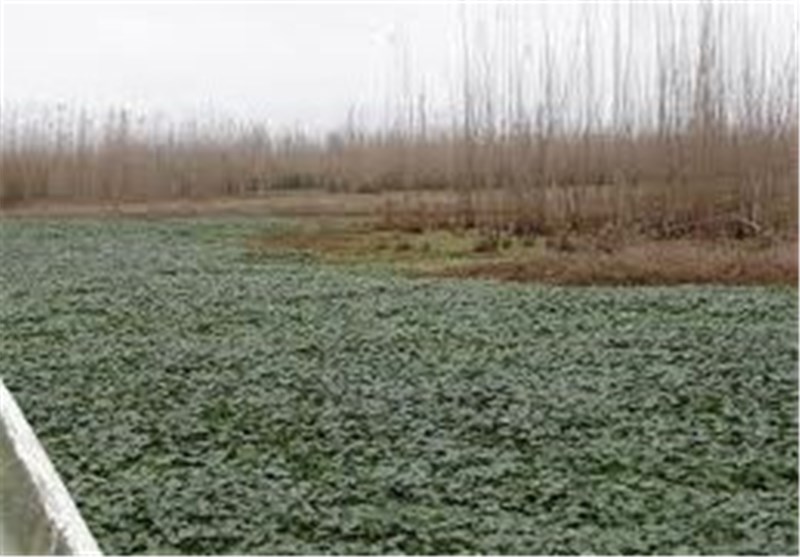 Japanese Ecologists to Cooperate in Revival of Anzali Lagoon