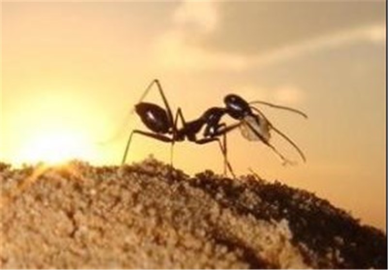 نیمی از مورچه ها تنبل هستند!