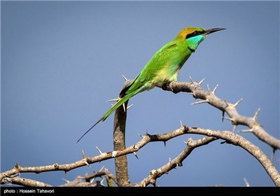  Birds in Iran’s Southern Island of Kish