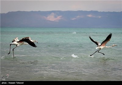  Birds in Iran’s Southern Island of Kish