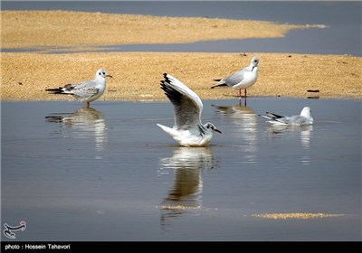  Birds in Iran’s Southern Island of Kish