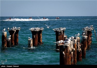  Birds in Iran’s Southern Island of Kish