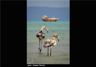  Birds in Iran’s Southern Island of Kish