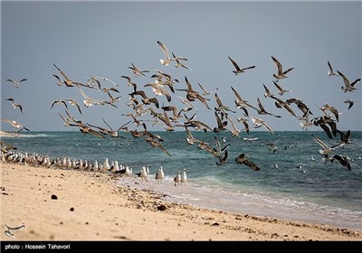  Birds in Iran’s Southern Island of Kish