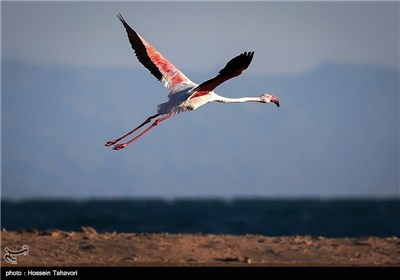  Birds in Iran’s Southern Island of Kish