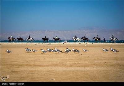  Birds in Iran’s Southern Island of Kish