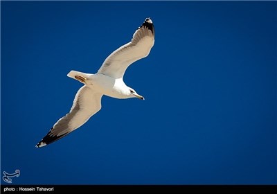  Birds in Iran’s Southern Island of Kish