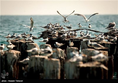  Birds in Iran’s Southern Island of Kish