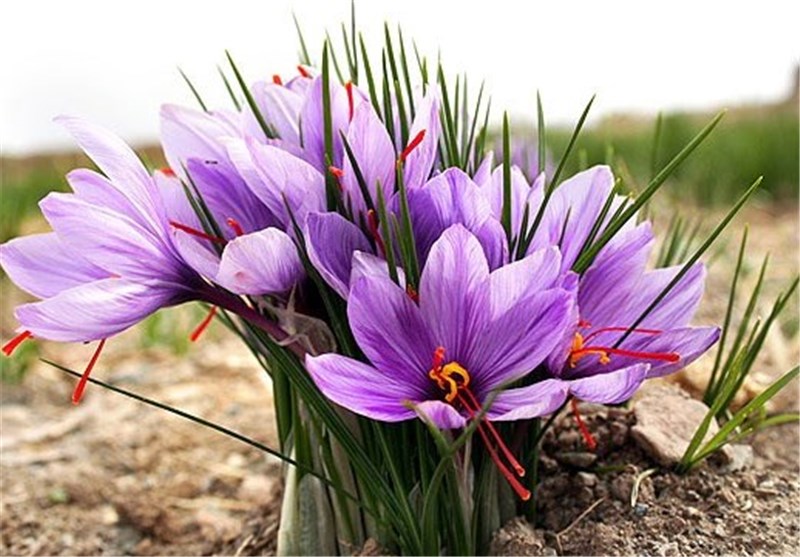 برداشت زعفران از بزرگترین مزرعه زعفران شرق کشور در بیرجند آغاز شد