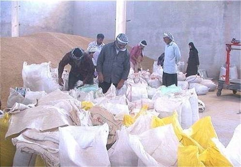 نهاده‌های دامی کرمان در قبال تحویل شیر و گوشت مرغ توزیع می‌شود