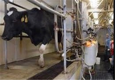  شیر با قیمت کیلویی ۱۲ هزار تومان از دامداران خریداری می شود 