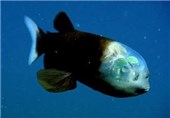 کشف یک نوع ماهی جدید با کله شفاف