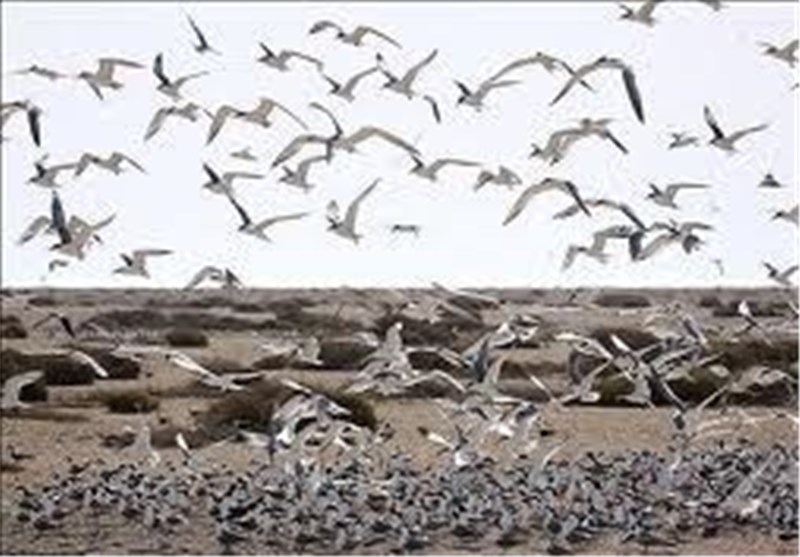 پارک ملی دریایی دیر - نخیلو در استان بوشهر بهشت پرندگان+تصاویر و فیلم
