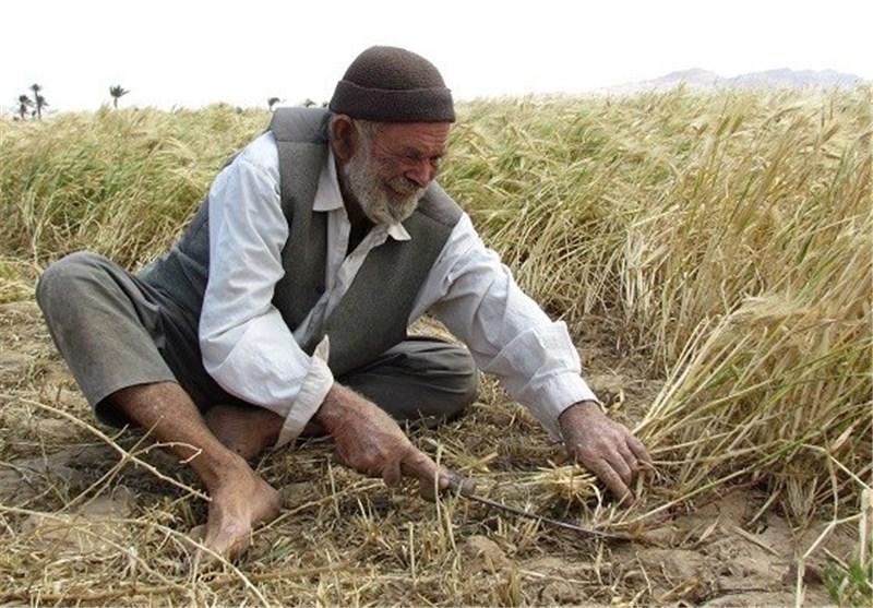 سلمان‌زاده:سیاست‌گذاران سال‌ها از «کشاورزی دهقانی» غفلت کرده‌اند