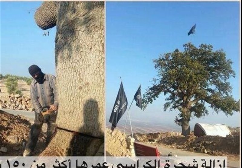 بربریت داعش درخت 150 ساله را نیز بی نصیب نگذاشت