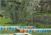 تولید 90 تن عسل در تنگستان