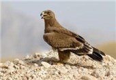 نجات 5 عقاب کمیاب از چنگ یک شکارچی در کرمان