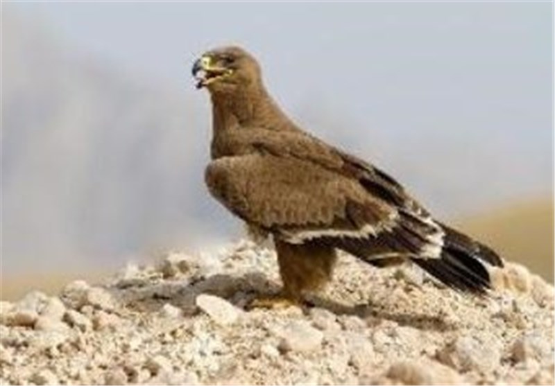 نجات 5 عقاب کمیاب از چنگ یک شکارچی در کرمان