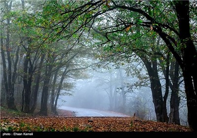 جنگلهای پاییزی گلستان 