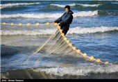 گیلان|‌ صید ماهیان استخوانی در دریای خزر 81 درصد افزایش یافت