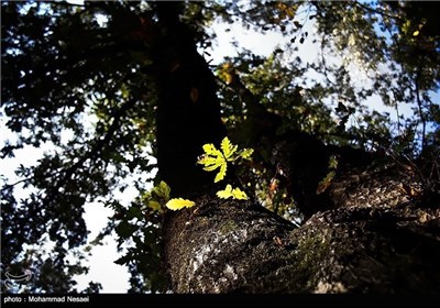 Autumn in Iran’s Golestan Province