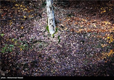 Autumn in Iran’s Golestan Province