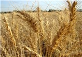 خرید 95 درصد از گندم تولیدی کشاورزان سمنانی