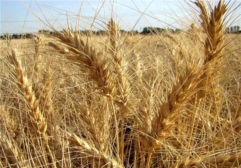 ایران 250 هزار تن گندم از آلمان خرید