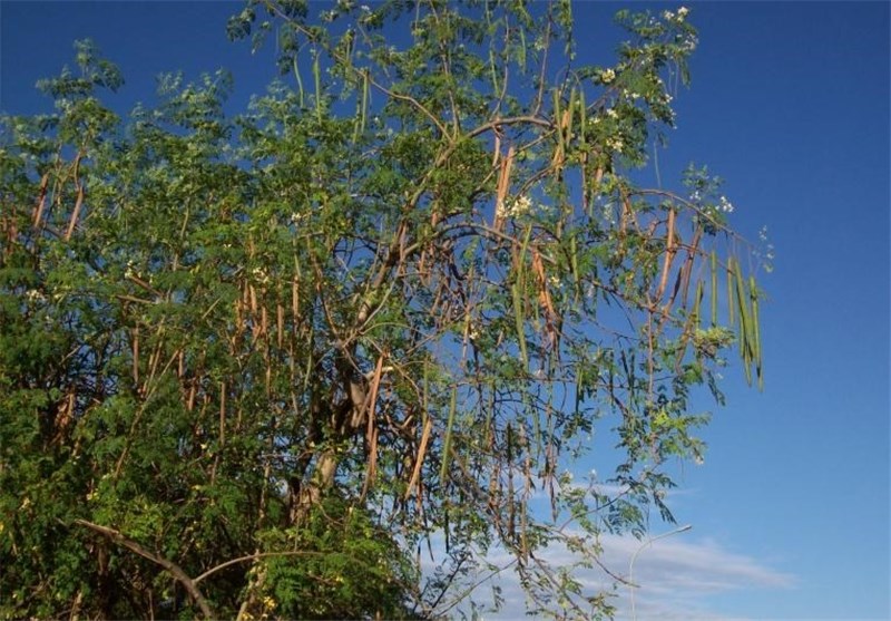 Moringa Tree Seeds Used in Water Purification Process