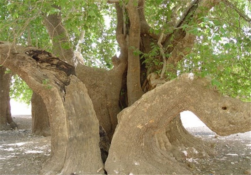 لزوم توجه به درخت 2 هزار ساله کرخنگان در جذب گردشگر