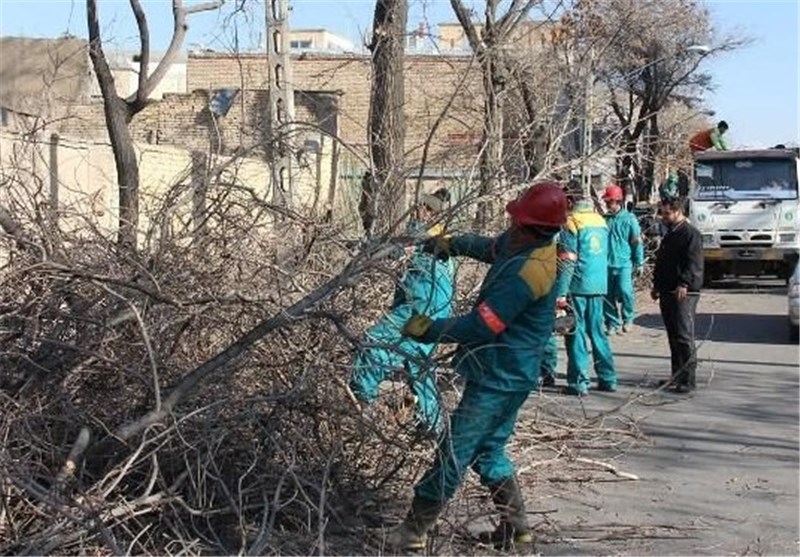 11 هزار درخت در منطقه 8 مشهد هرس می‌شود