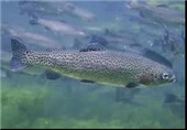 تولید بچه ماهی قزل‌آلا برای نخستین بار در شهرضا