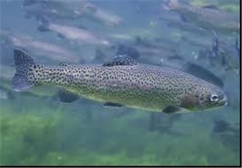 بیش از 2 هزار تن ماهی پرورشی در استان مرکزی تولید می‌شود