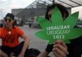 مخالفت ستاد مبارزه با مواد مخدر با آزادسازی مصرف ماری‌جوانا